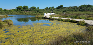 Descubre Menorca - Albufera d'es Grau - Ruta Sa Gola