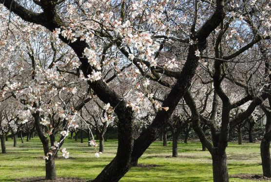 La floración del almendro